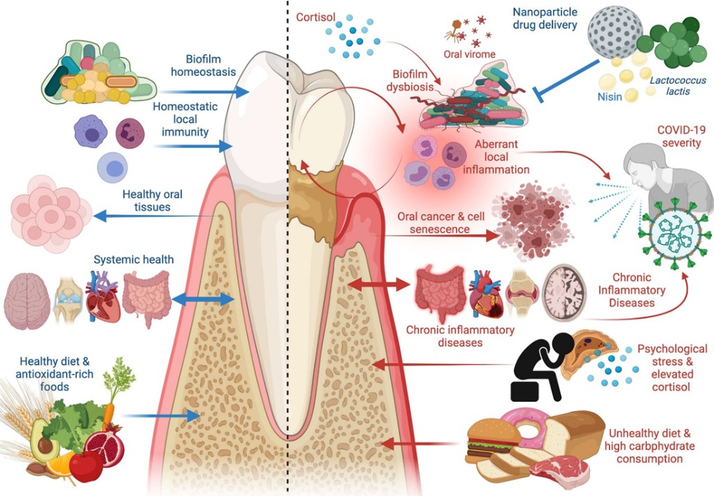 Periodontal medicine and systemic health illustration 1
